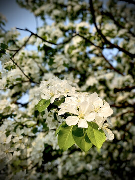 丁香花