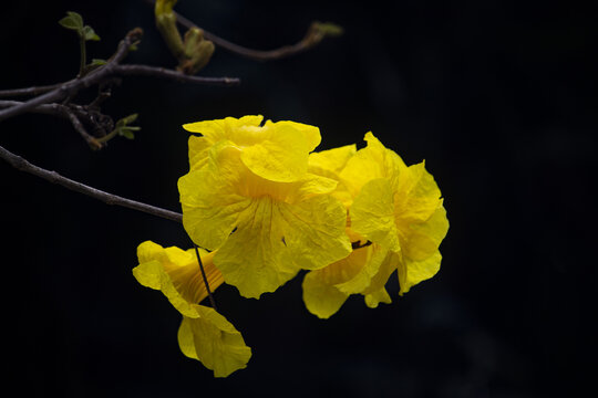 黄花风铃木