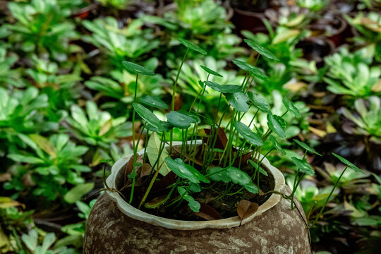 香菇草