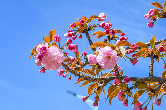 粉红色日本东京樱花在春天里盛开