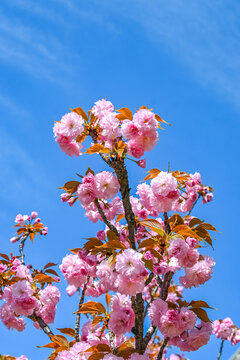 粉红色日本东京樱花在春日里盛开