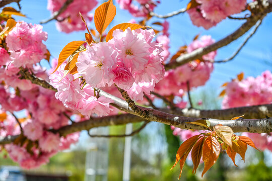 粉红色日本东京樱花在春天里盛开