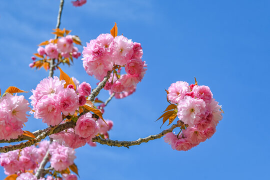 粉红色日本东京樱花在春天里盛开