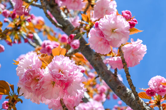 粉红色日本东京樱花在春天里盛开