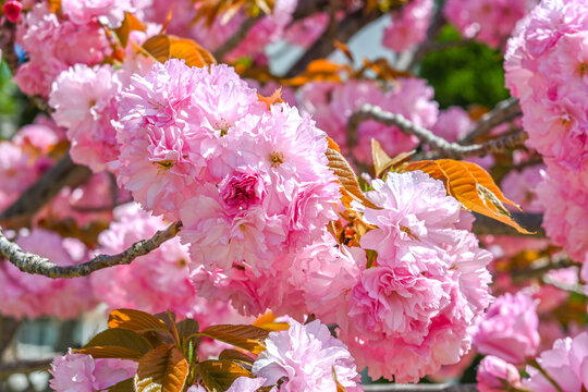 粉红色日本东京樱花在春日里盛开