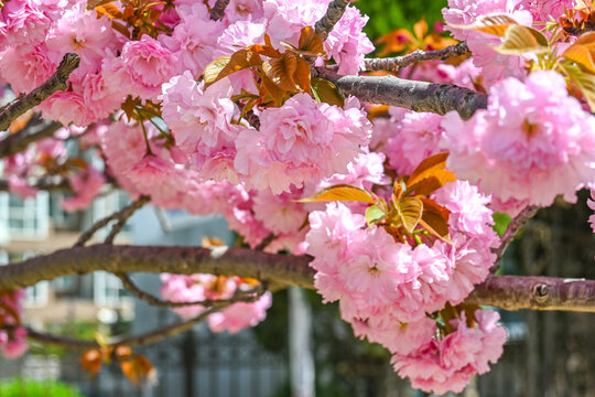 粉红色日本东京樱花在春日里盛开