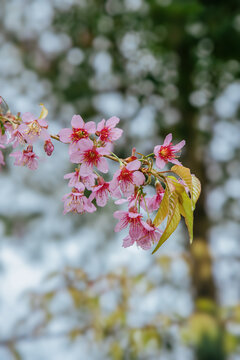 盛开的冬樱花