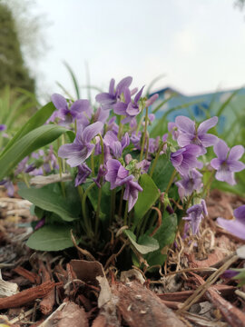 紫花地丁