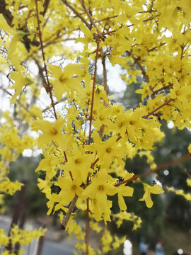 黄色迎春花花丛