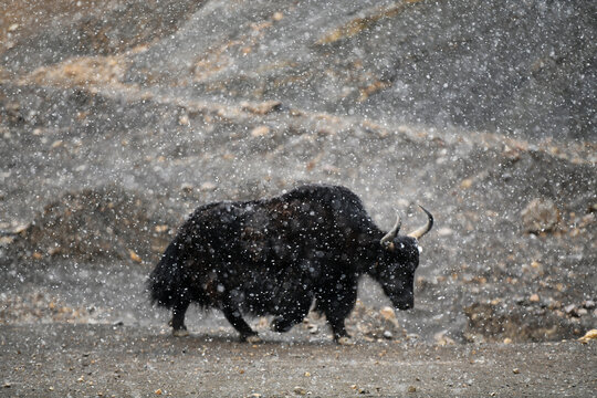 风雪中的牦牛