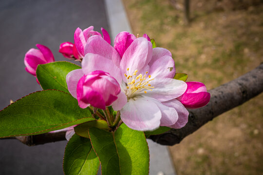 海棠花绽放特写