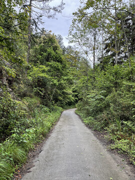 林间小路