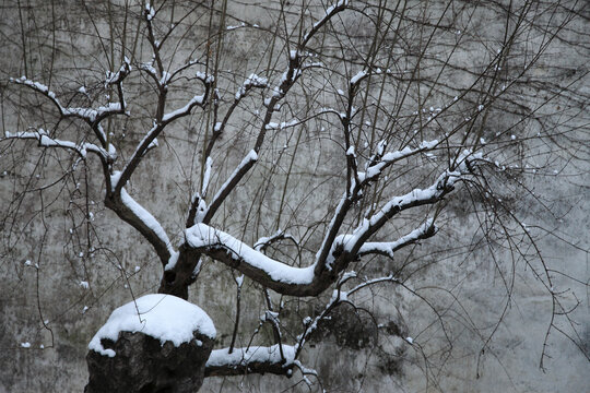 雪中树木