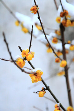 雪中的梅花