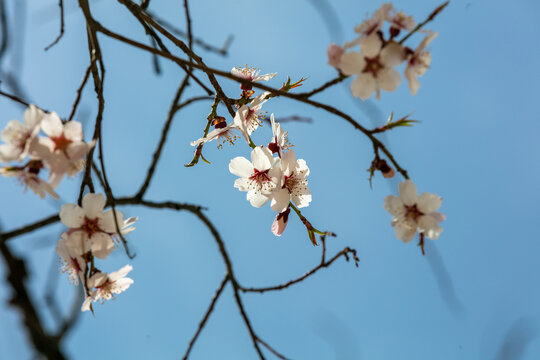 西藏桃花特写