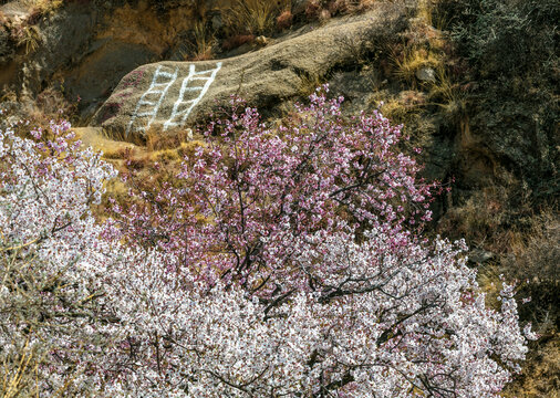 西藏桃花图腾