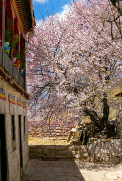 拉萨寺院桃花圣地