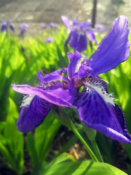 鸢尾花