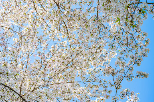 蓝天背景樱花盛开