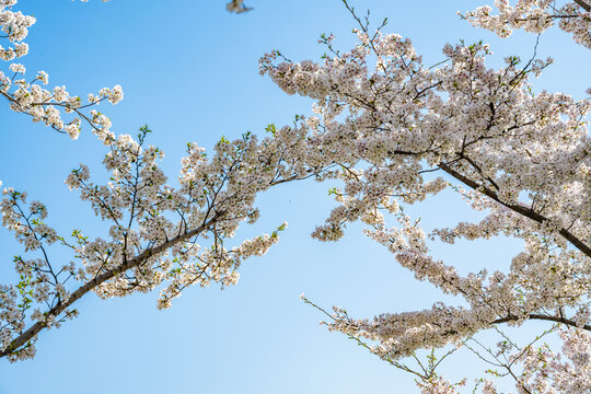 仰拍樱花