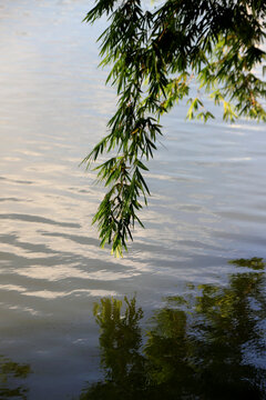 湖边竹枝