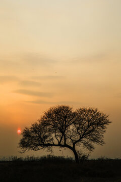 夕阳老树