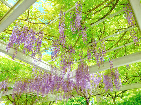 上海清涧公园紫藤花风光