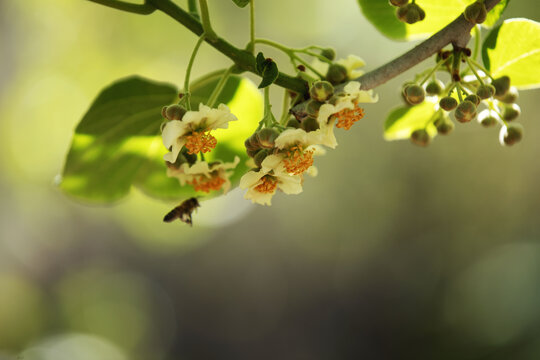 奇异果开花蜜蜂采蜜