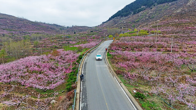 航拍费县桃花