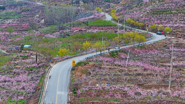 航拍费县桃花园