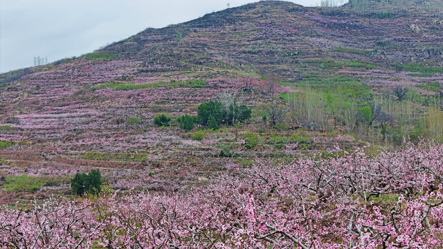 航拍费县桃花