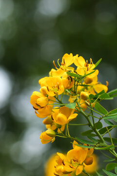 决明子花