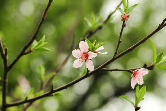 春天的花朵