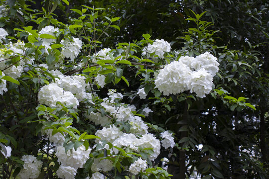 春天里的白色绣球花