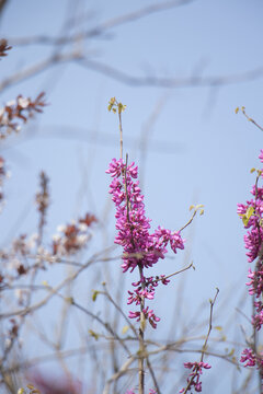 紫荆花朵
