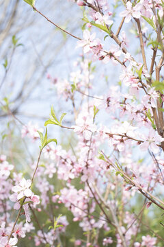 桃花树