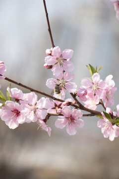 桃花花簇