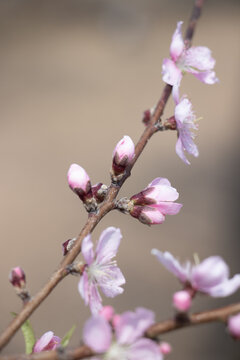 桃花树