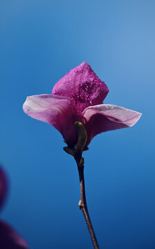 玉兰花开