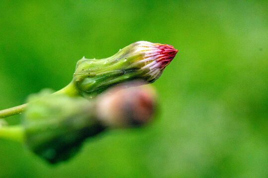 泥胡菜花