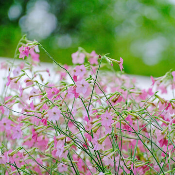 花烟草