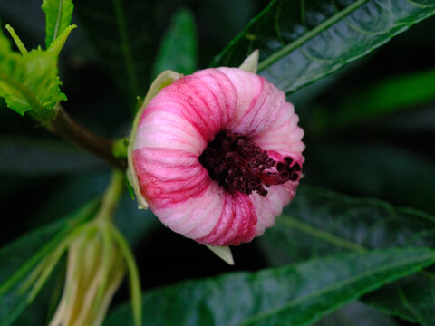 重瓣朱槿花花蕾