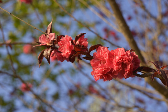 桃花