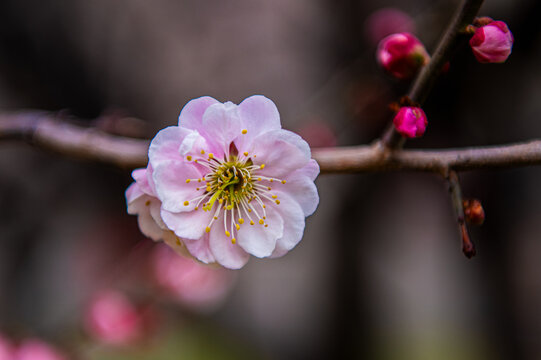 梅花