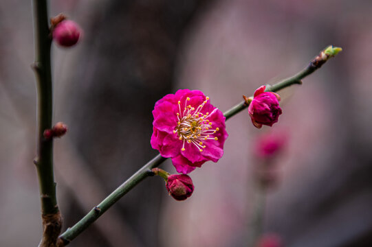 梅花