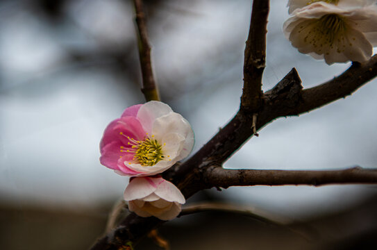 梅花