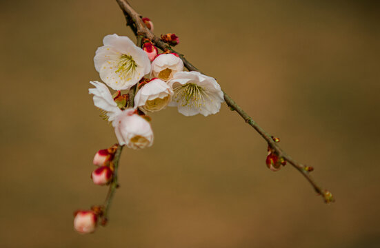 梅花