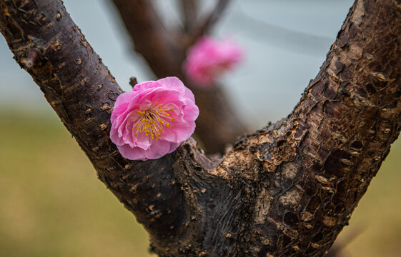 梅花