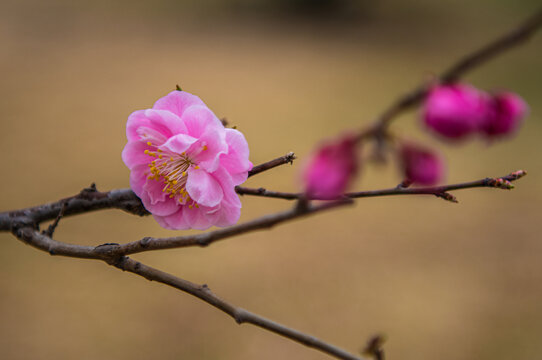 梅花