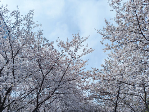 樱花林